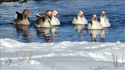 Ördek nasıl pişirilir?