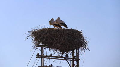 Küresel ısınma Iğdır'daki leylekleri de etkiledi