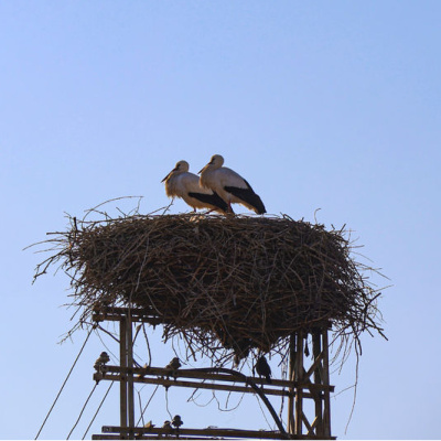 Küresel ısınma Iğdır'daki leylekleri de etkiledi