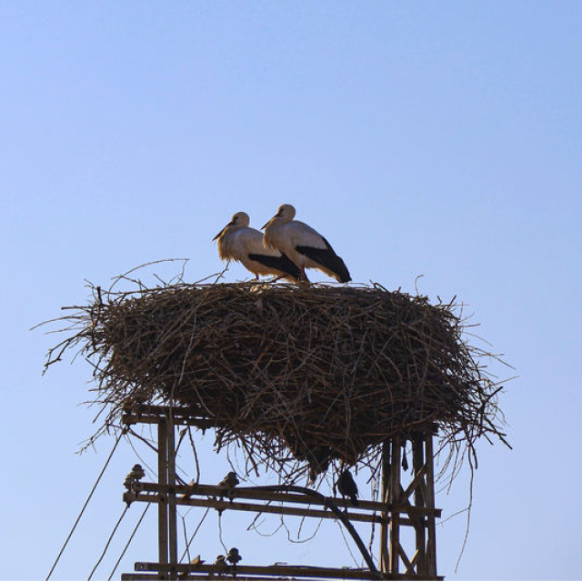 Küresel ısınma Iğdır'daki leylekleri de etkiledi
