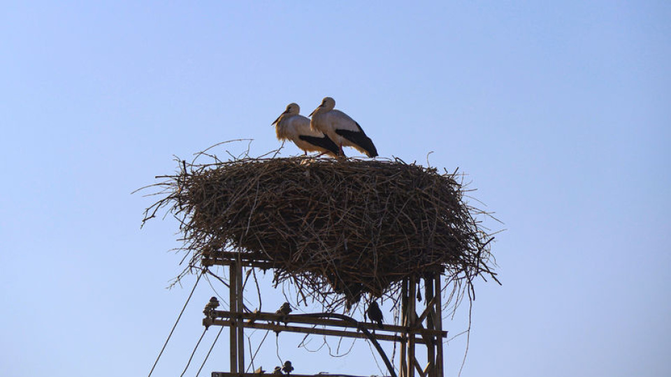 Küresel ısınma Iğdır'daki leylekleri de etkiledi