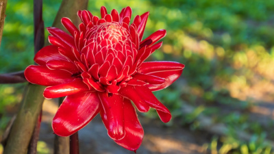 Baharatların çiçek hali