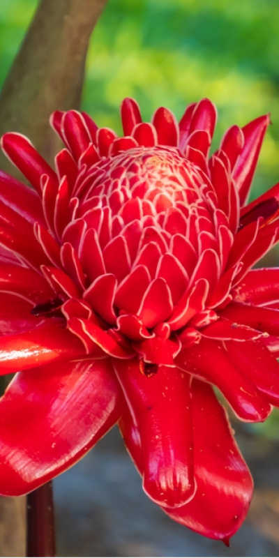 Baharatların çiçek hali