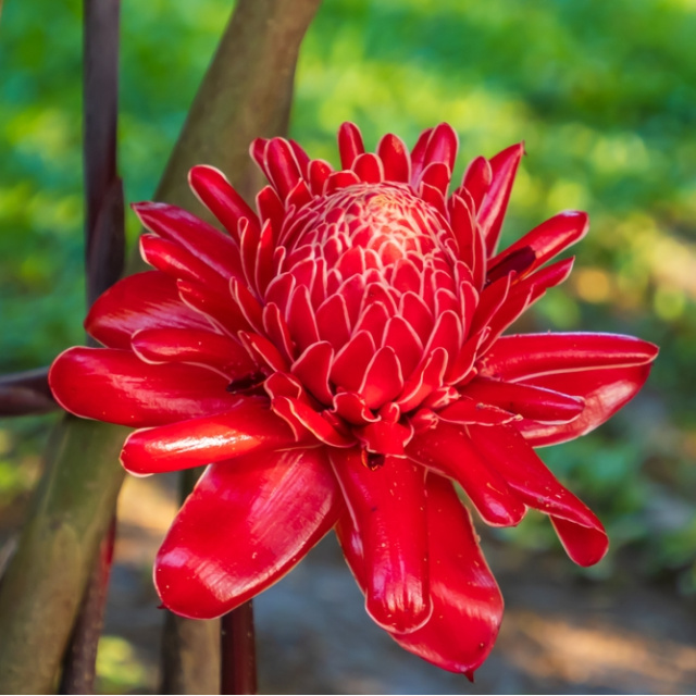 Baharatların çiçek hali