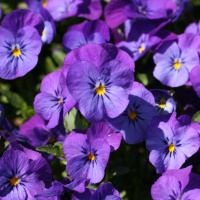 Menekşe Bakımı Nasıl Yapılır?