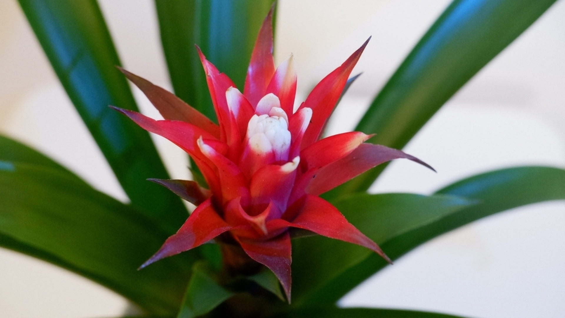 Guzmanya Çiçeği Bakımı Nasıl Yapılır? htbtk