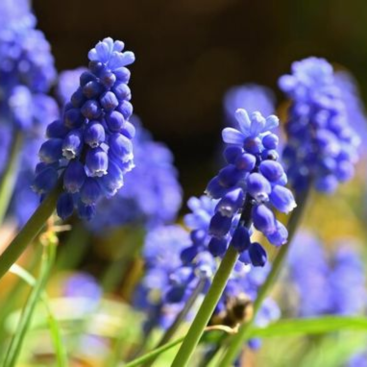 Sümbül Bakımı Nasıl Yapılır?