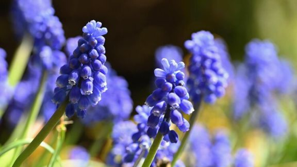 Sümbül Bakımı Nasıl Yapılır?