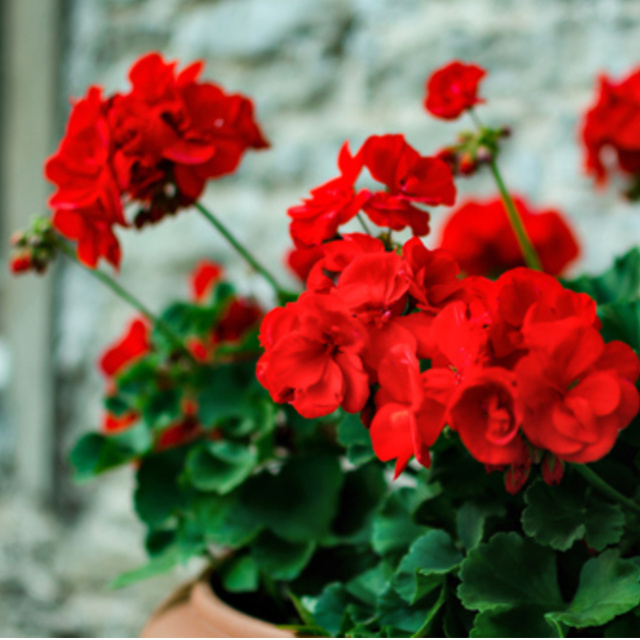 Sardunya Bakımı Nasıl Yapılır?