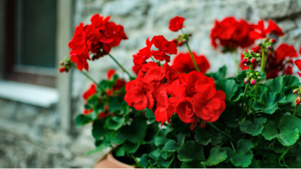 Sardunya Bakımı Nasıl Yapılır?