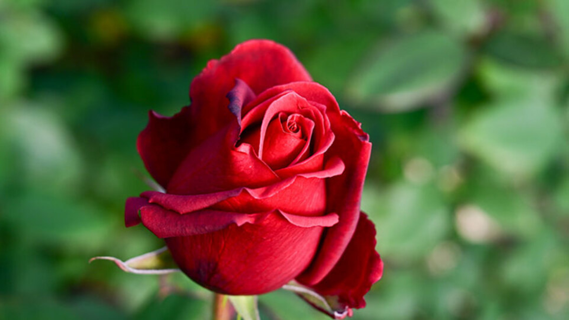 Gül Bakımı Nasıl Yapılır? Evde Gül Nasıl Yetiştirilir, Nasıl Sulanır, Nasıl Budanır? htbtk