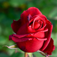 Gül Bakımı Nasıl Yapılır?