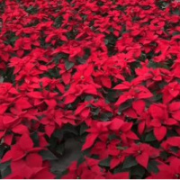 Atatürk Çiçeği Bakımı Nasıl Yapılır?