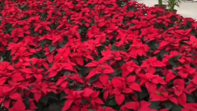 Atatürk Çiçeği Bakımı Nasıl Yapılır?