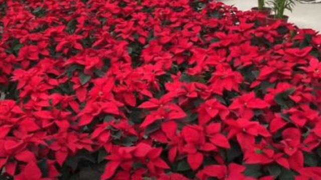 Atatürk Çiçeği Bakımı Nasıl Yapılır?