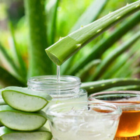Evde Aloe Vera Bakımı Nasıl Yapılır?