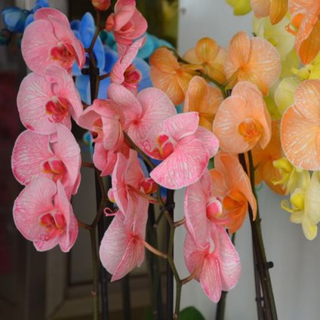 Orkide Bakımı Nasıl Yapılır?