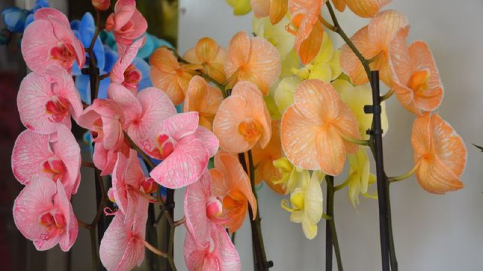 Orkide Bakımı Nasıl Yapılır?