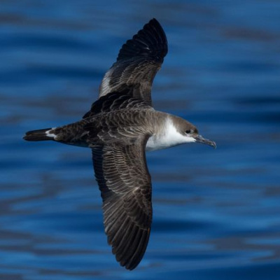 Türkiye’de ilk kez görüntülendi