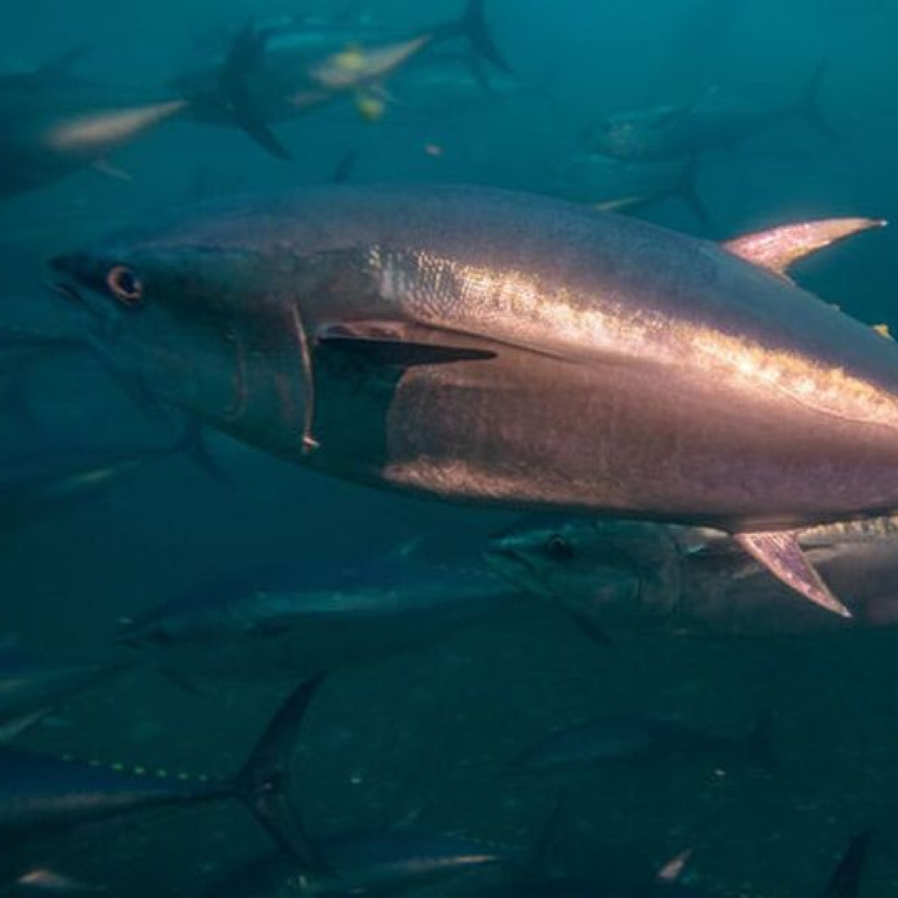 Orkinos balığı nasıl pişirilir?