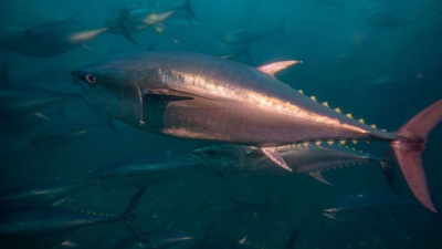 Orkinos balığı nasıl pişirilir?