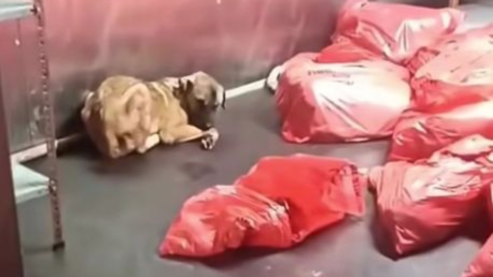 'Çöp poşetinde ölü köpek' iddiasına yanıt
