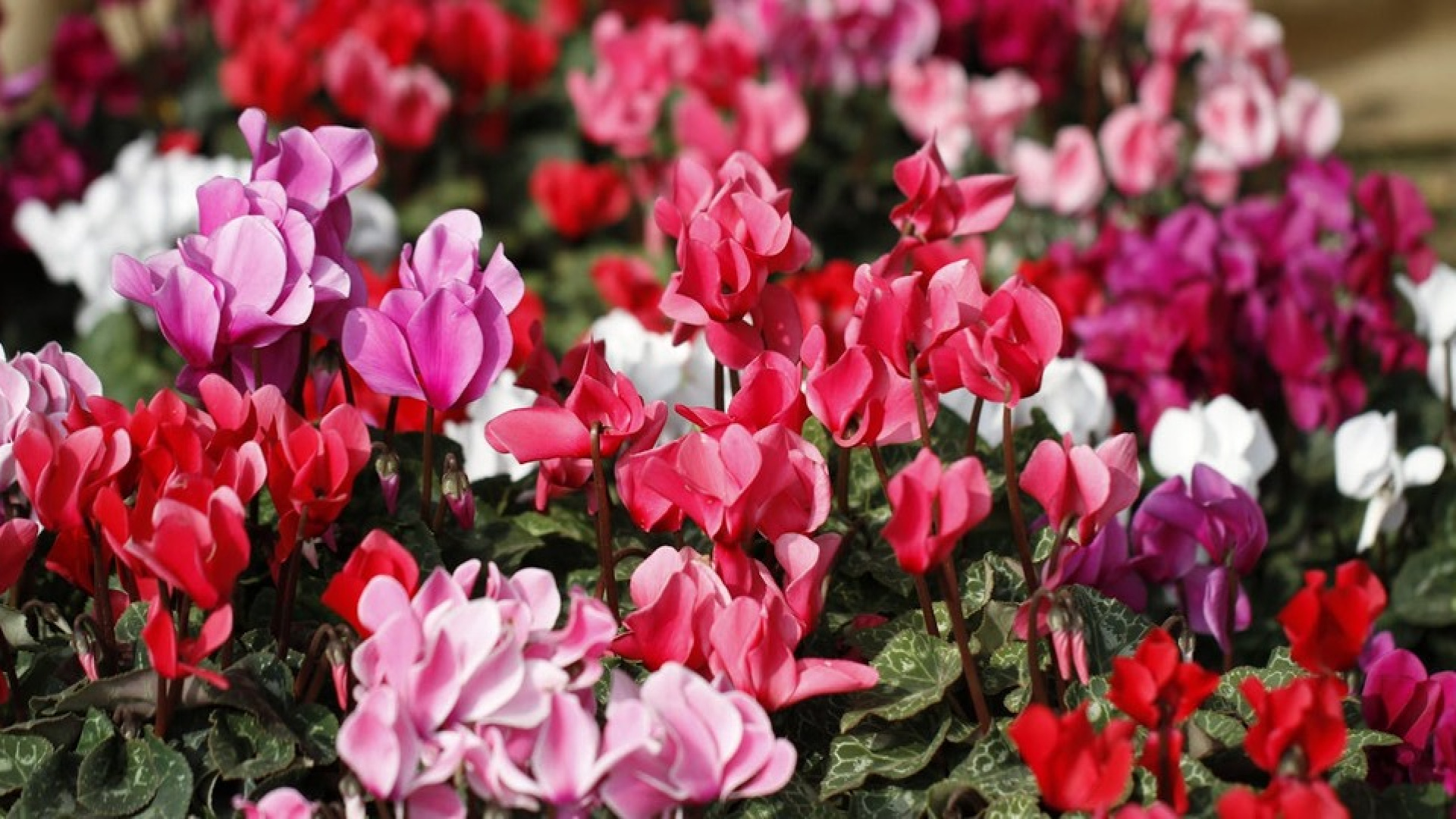 Sıklemen Çiçeği Bakımı Nasıl Yapılır? Evde Sıklemen Nasıl Yetiştirilir, Püf Noktaları Nelerdir? htbtk