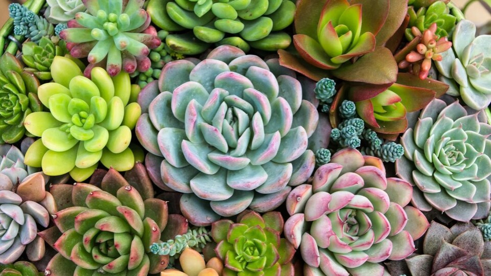 Sukulent Bakımı Nasıl Yapılır?