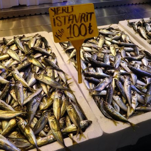 İstavrit hamsiyi tahtından etti