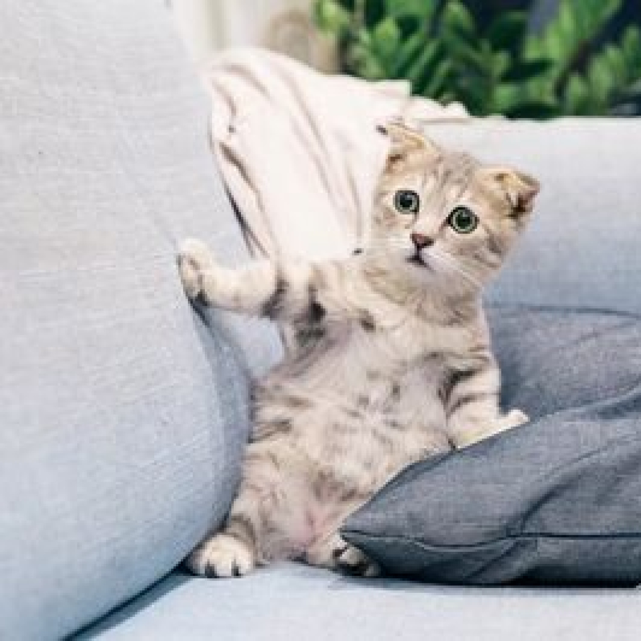 Yavru Kedi Bakımı Nasıl Yapılır?