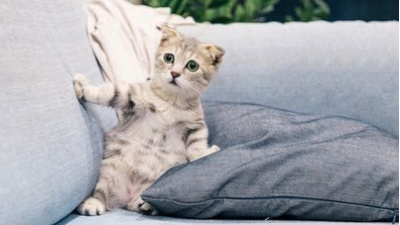 Yavru Kedi Bakımı Nasıl Yapılır?