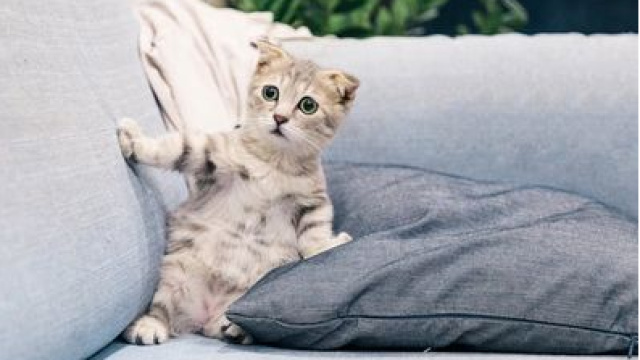 Yavru Kedi Bakımı Nasıl Yapılır?