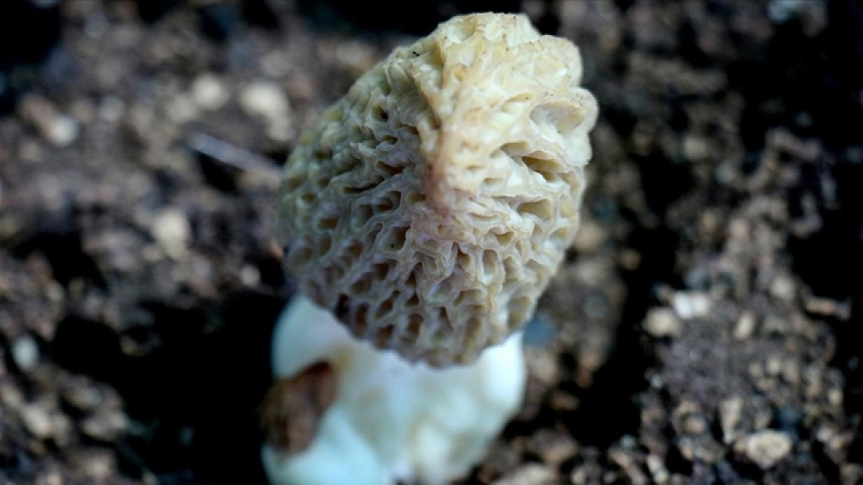 Kuzu Göbeği Nasıl Yenir?