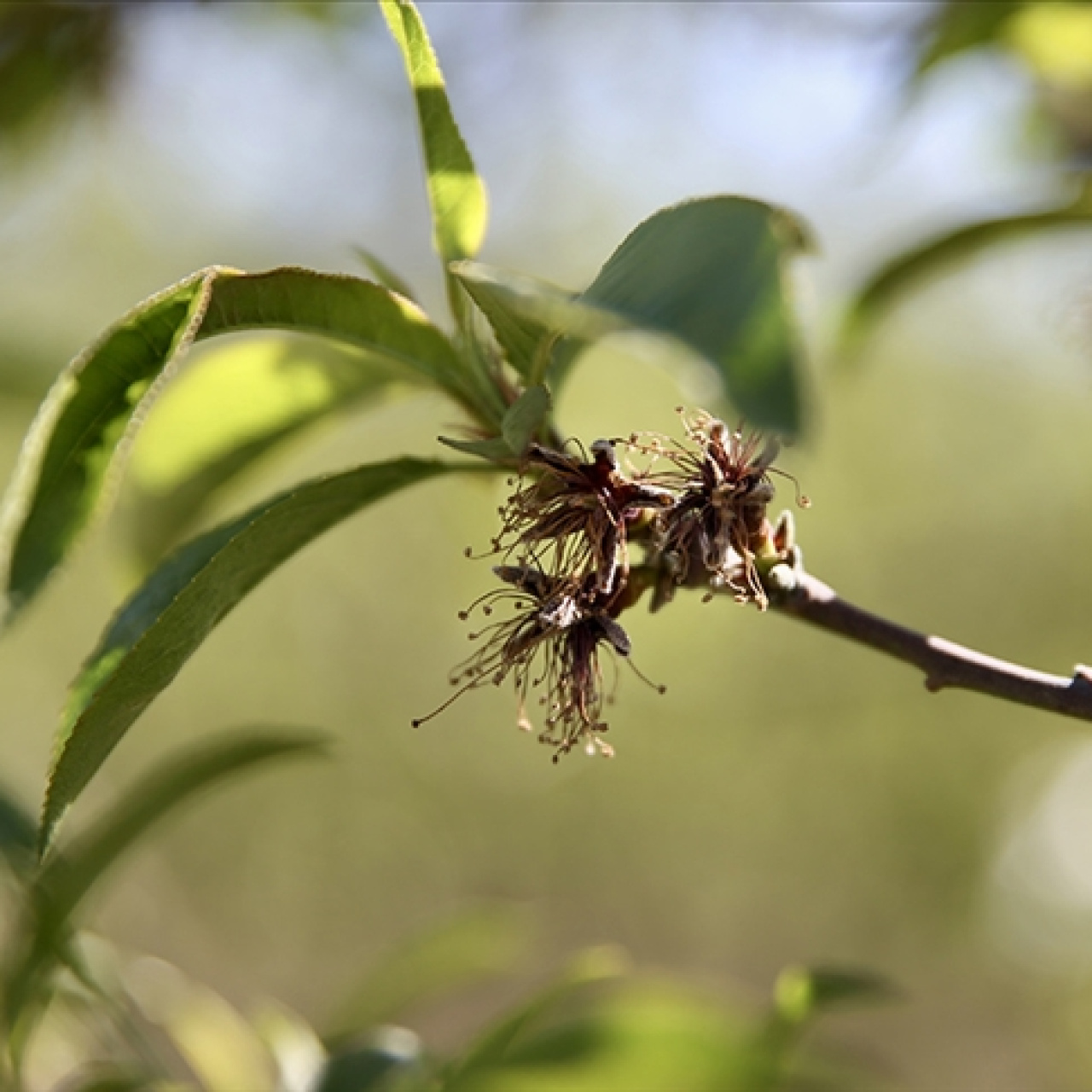Bakan Yumaklı müjdeledi! 21 milyon 150 bin lira destek ödemeleri bugün hesaplara yatıyor, vatandaşlar sevindi!