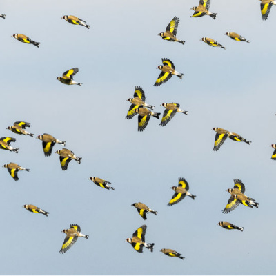 Kanatları dikkat çekti! Sürü halinde görüntülendiler