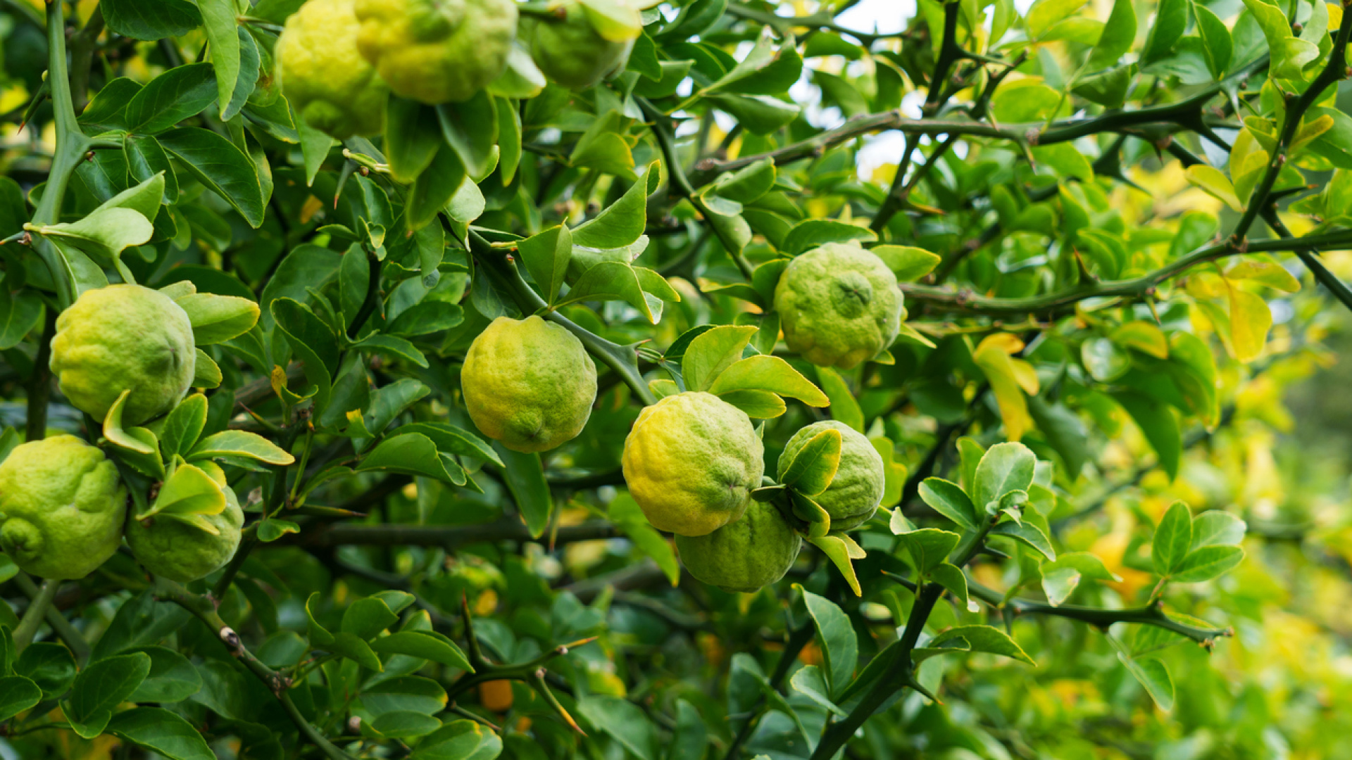 Yalnızca çaylarda kullanılan bir baharat değil! Bergamot bakın nelere iyi geliyormuş!