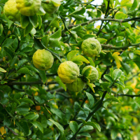 Bergamot bakın nelere iyi geliyormuş!