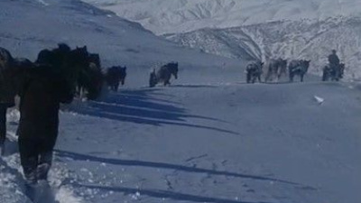 Karda mahsur kalan atlar kurtarıldı