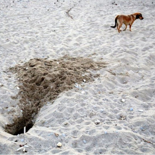 Binlerce caretta caretta yavrusu yumurtadan çıkamadan tahrip edildi