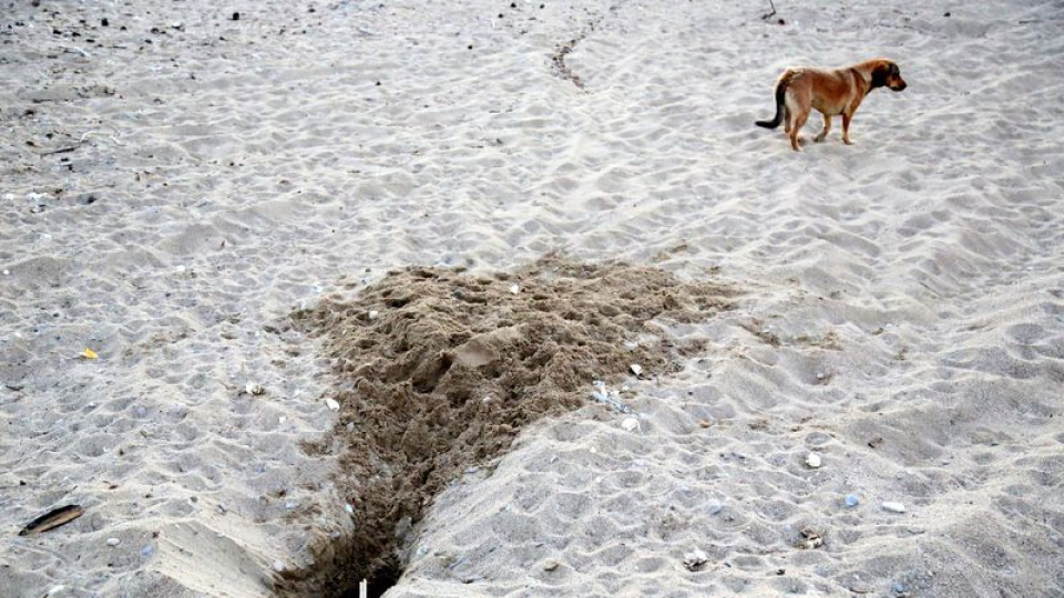Binlerce caretta caretta yavrusu yumurtadan çıkamadan tahrip edildi
