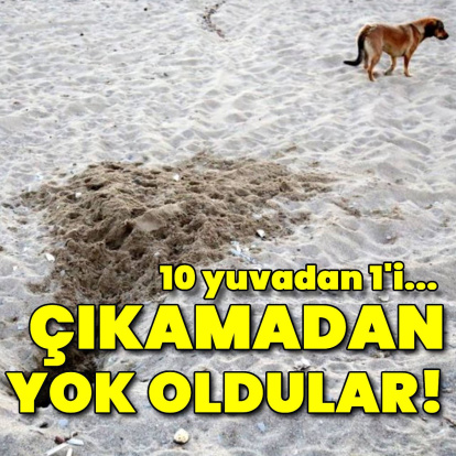 Binlerce caretta caretta yavrusu yumurtadan çıkamadan tahrip edildi