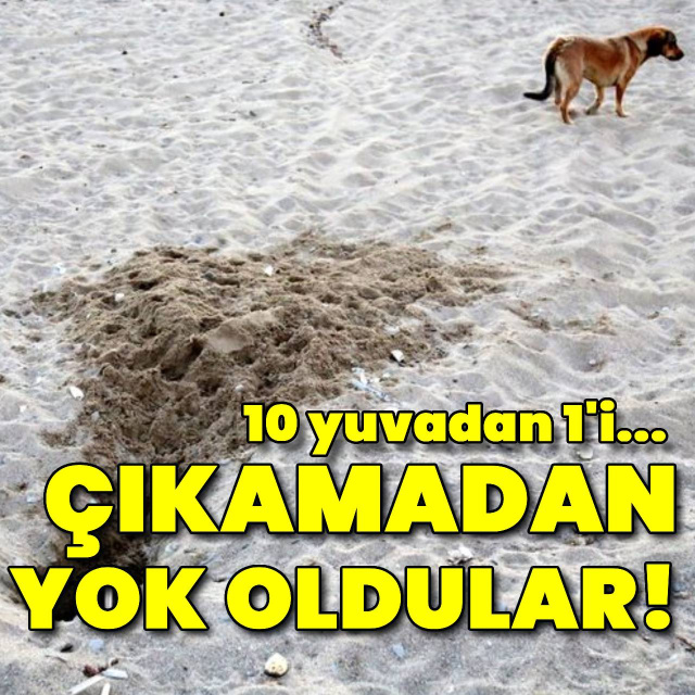 Binlerce caretta caretta yavrusu yumurtadan çıkamadan tahrip edildi