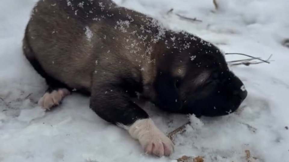 Yavru köpeğe eziyete tutuklama