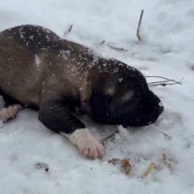 Yavru köpeğe eziyete tutuklama
