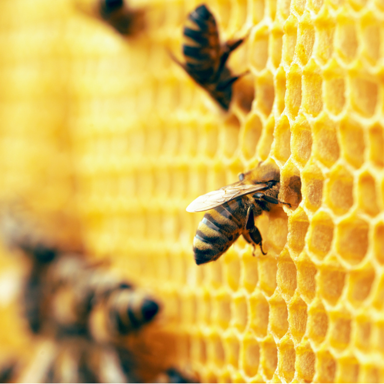 Arıların görünmeyen dünyası