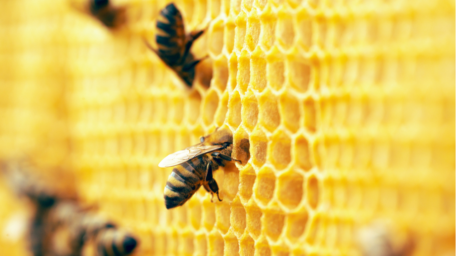 Vızzz diye gelen mucize: Arıların görünmeyen dünyası