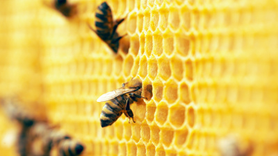 Arıların görünmeyen dünyası