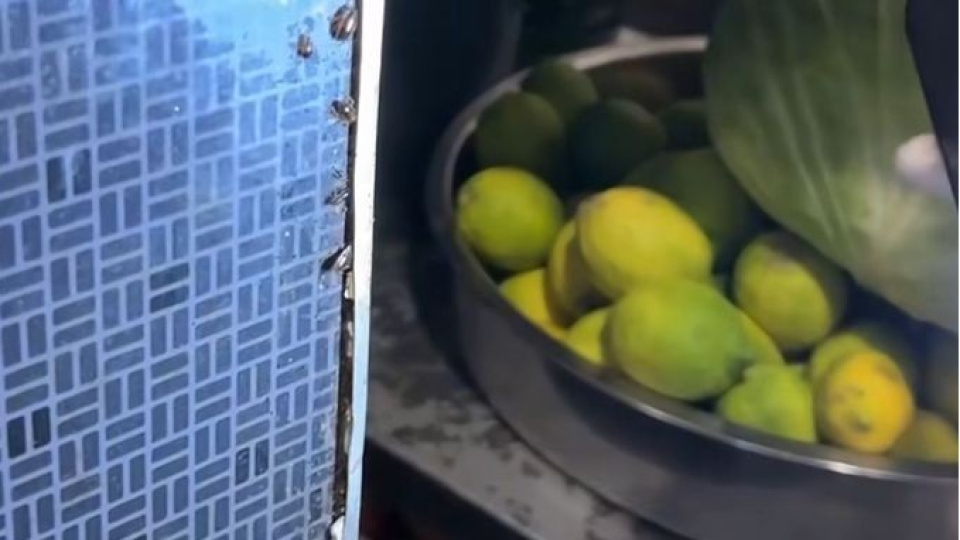 Restoranda mide bulandıran görüntü!