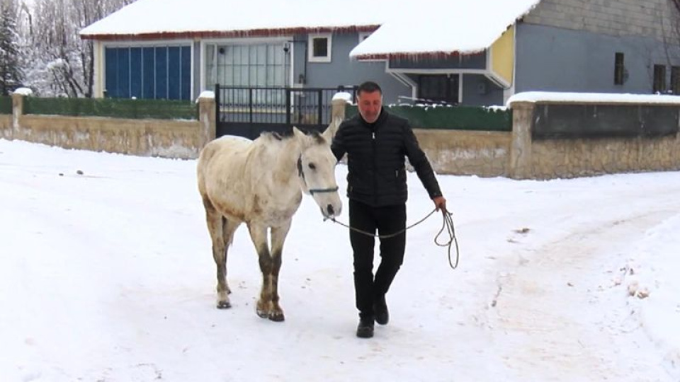 Kışın ölüme terk edilen at ve eşeklere sahip çıkıyor