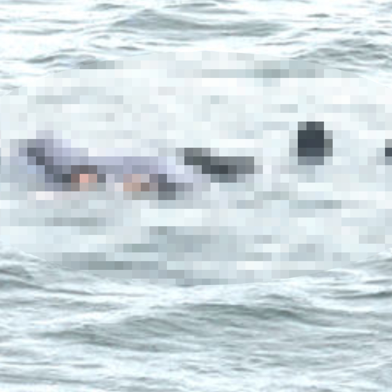 Boğaz'da cansız beden bulundu